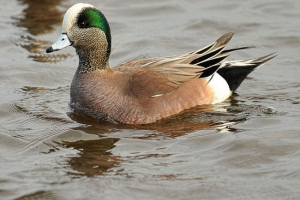 Американський связ Американський связ